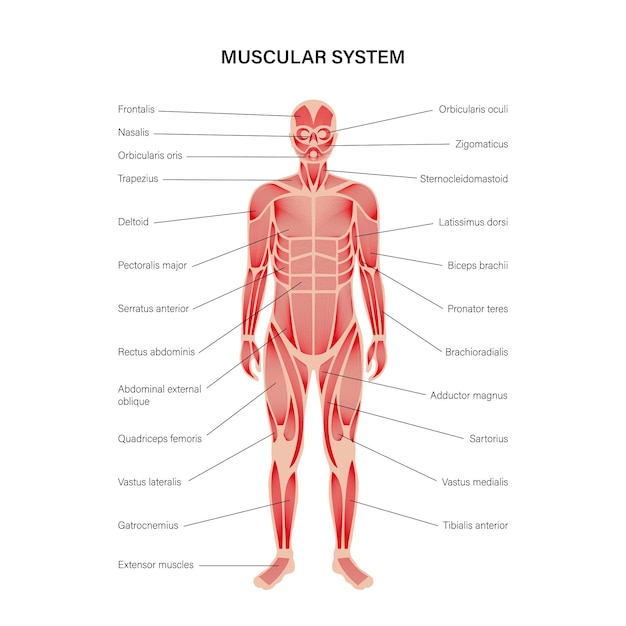 Vector human muscular system