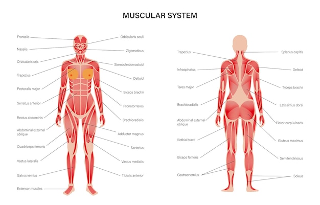 Vector human muscular system