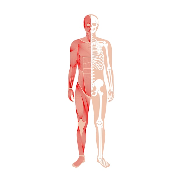 Vector human muscular system