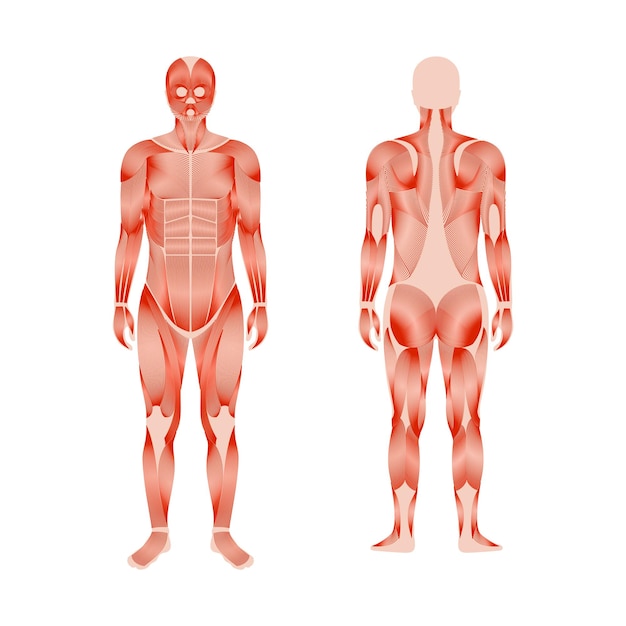 Vector human muscular system