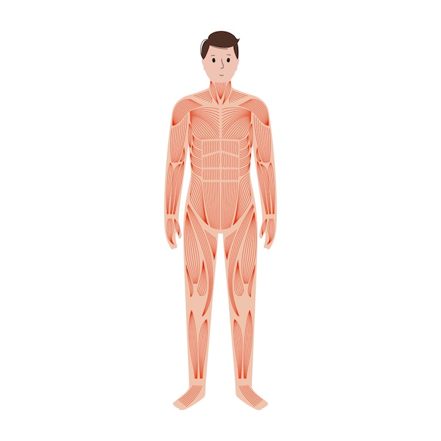 Vector human muscular system