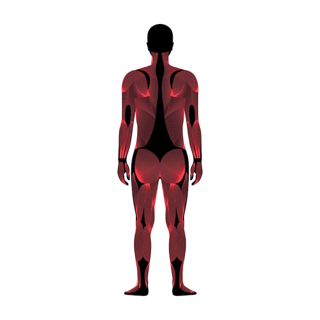 Vector human muscular system