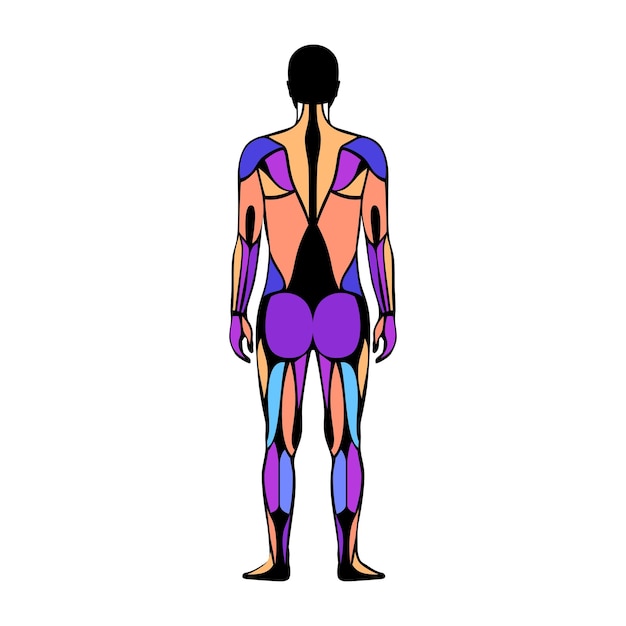 Vector human muscular system