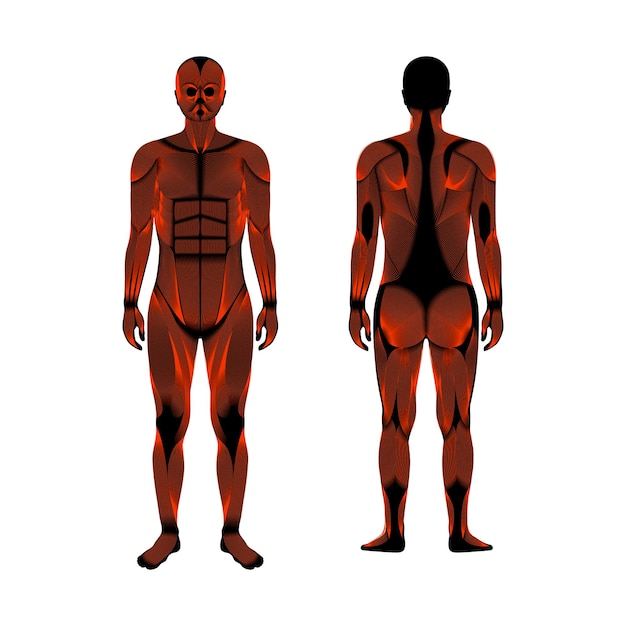 Vector human muscular system