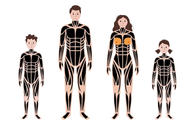 Vector human muscular system