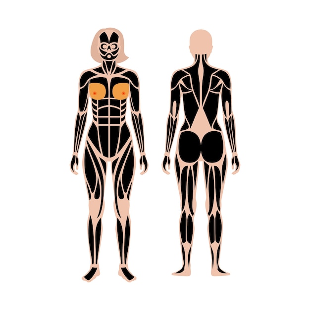 Vector human muscular system