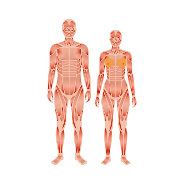 Human muscular system