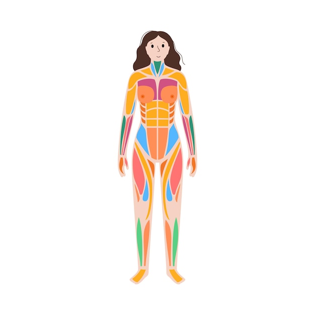 Vector human muscular system