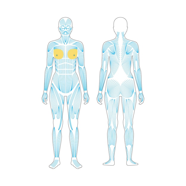 Vector human muscular system