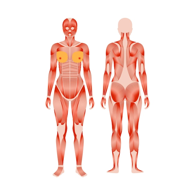 Vector human muscular system