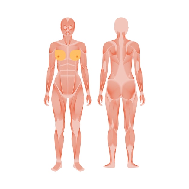 Vector human muscular system