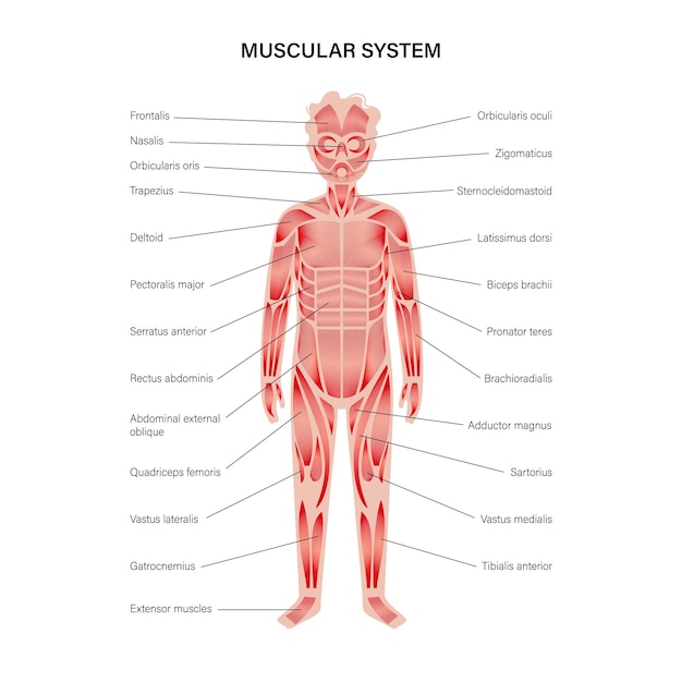 Vector human muscular system