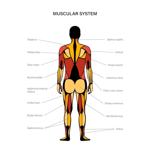 Human muscular system