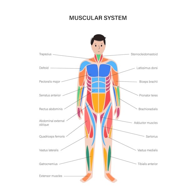 Vector human muscular system