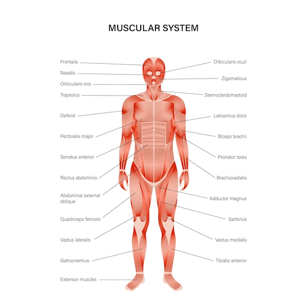 Vector human muscular system