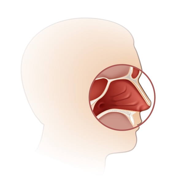  human nasal cavity with head silhouette side view close up isolated on white background