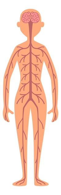 벡터 인간의 신경계. 성인 여성 해부학 포스터 흰색 배경에 고립