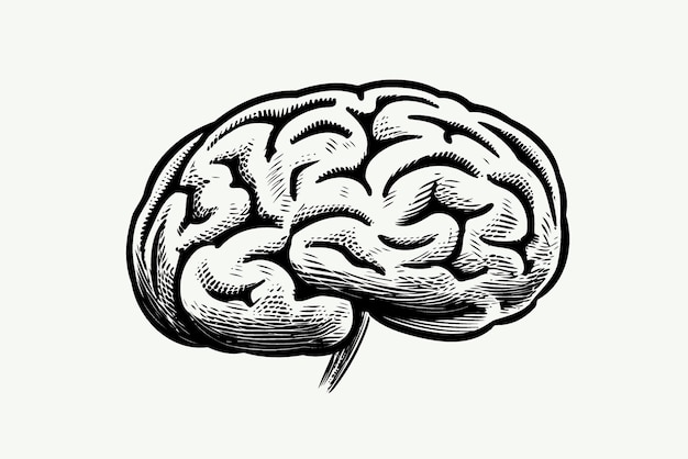 Human nervous system brain organ