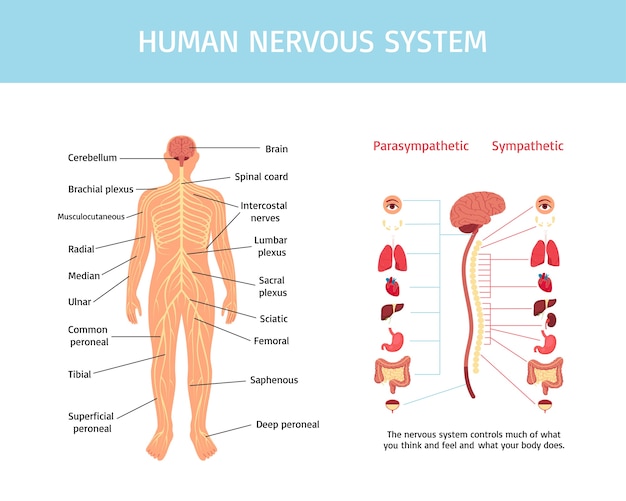 Vettore infografiche del sistema nervoso umano in design piatto