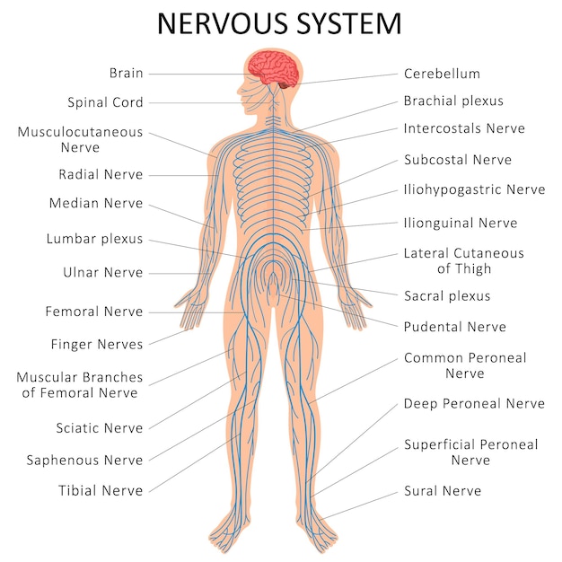 Vector human nervous system. medical education chart of biology for nervous system diagram. vector illustration