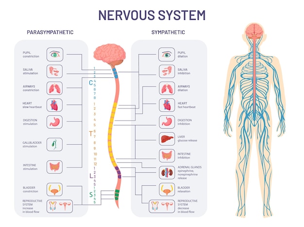 Нервная система человека. Анатомия и функции симпатических и парасимпатических нервов. Спинной мозг контролирует векторную диаграмму внутренних органов тела. Иллюстрация анатомии биологии нерв
