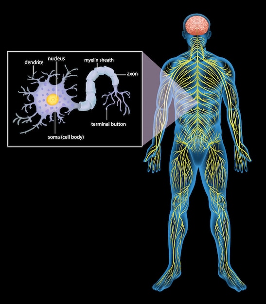 Human nervous system