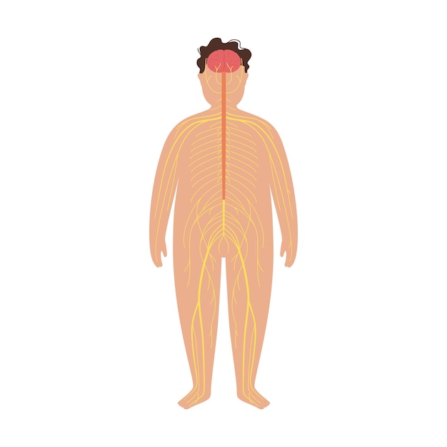 Vector human nervous system