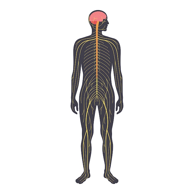 Human nervous system