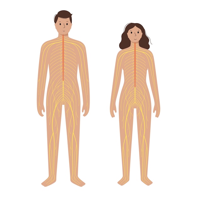 Human nervous system