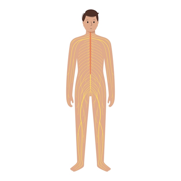 Human nervous system