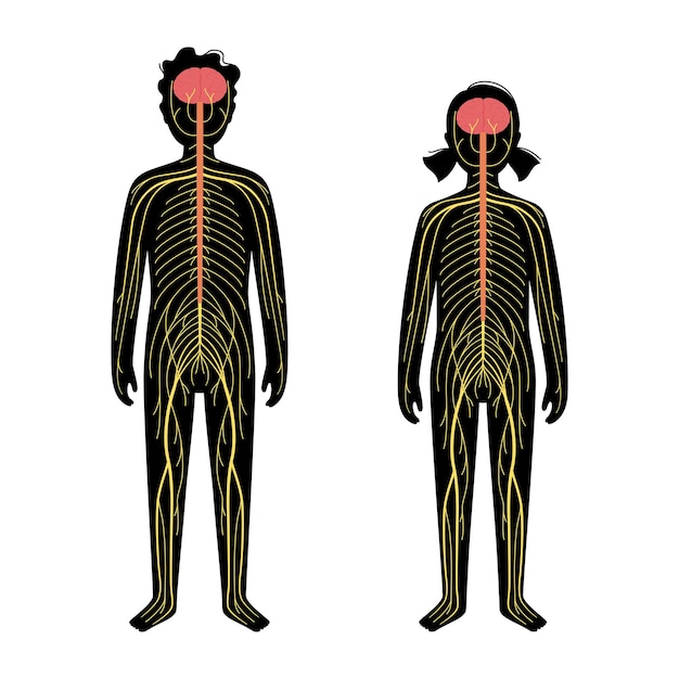 Vector human nervous system