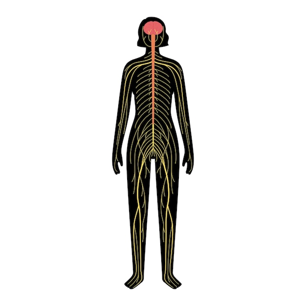 Human nervous system