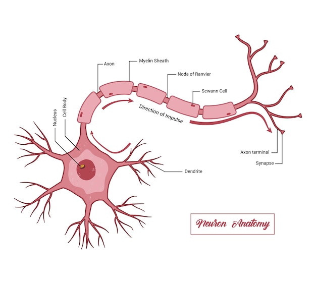 Vector human neuron structure nerve cell medical chart