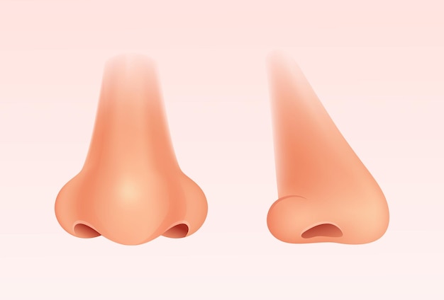 Vettore illustrazione vettoriale realistica del naso umano