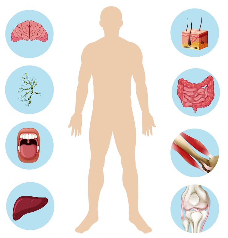 Vector human organ anatomy part of body