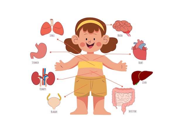 Vector human organ anatomy system cartoon set