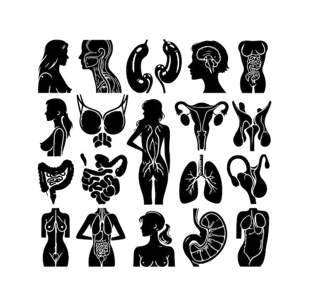 human organ Collection silhouette internal isolated organs set Vector flat graphic design