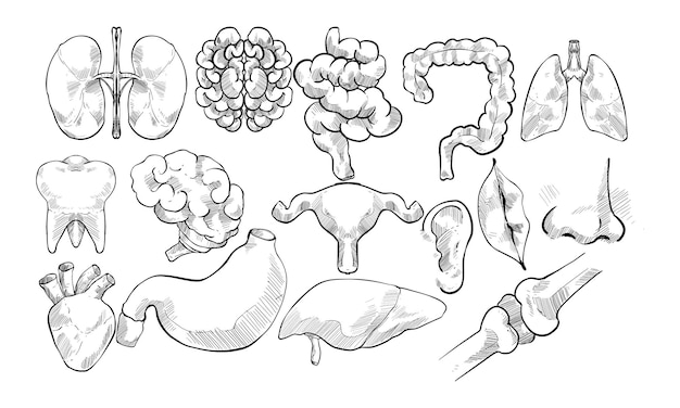 Vector human organ handdrawn collection