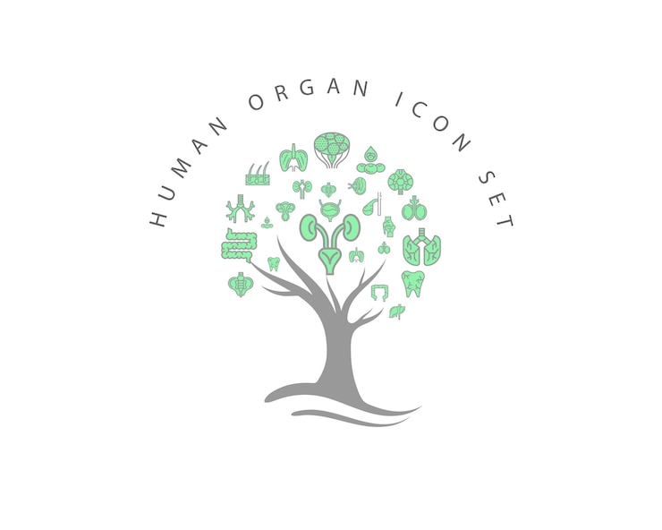Vector human organ icon set on white background premium vector