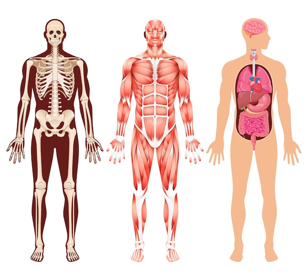 人間の臓器の骨格と筋肉系のイラスト