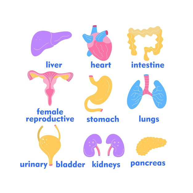 Человеческие органы. набор векторных элементов.