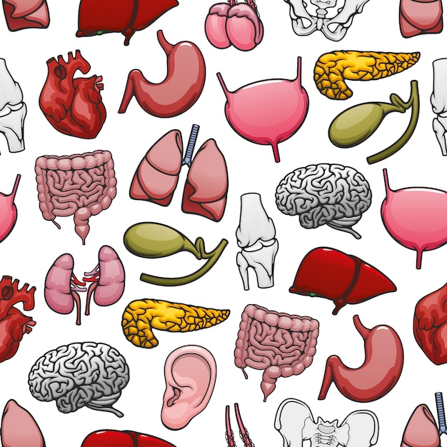 Vector human organs and bones medical seamless pattern