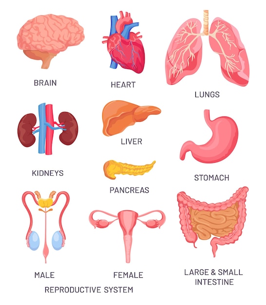 인간의 장기. 만화 뇌, 췌장 및 내장. 남성과 여성의 생식 기관. 해부학 교육 벡터 세트를 위한 내부 기관입니다. 그림 뇌 인간, 장기 위 및 간