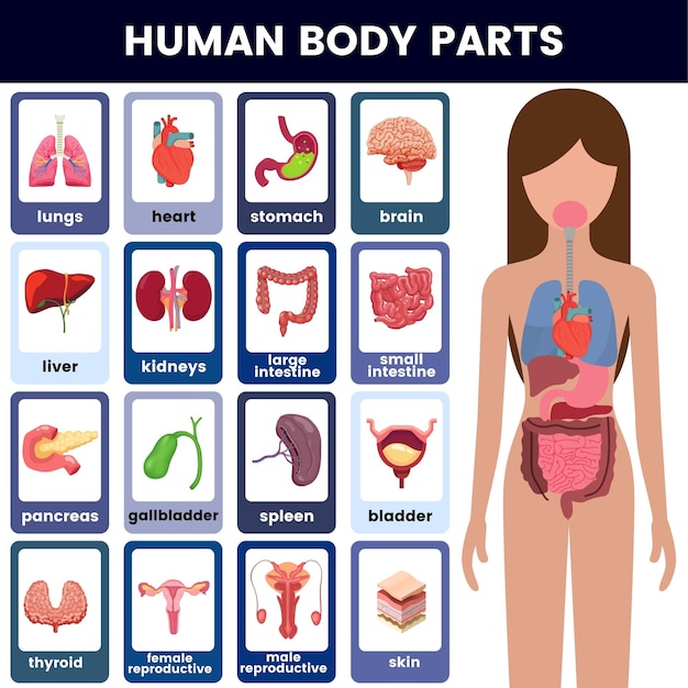 만화 스타일의 인간 장기 밝은 색상의 의료 그림 infographic 포스터