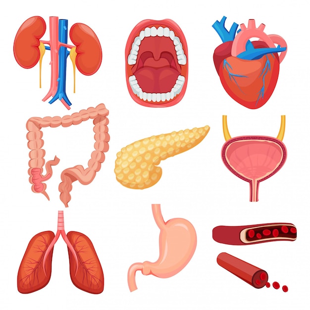 Vector human organs collection. brain liver lung stomach muscle