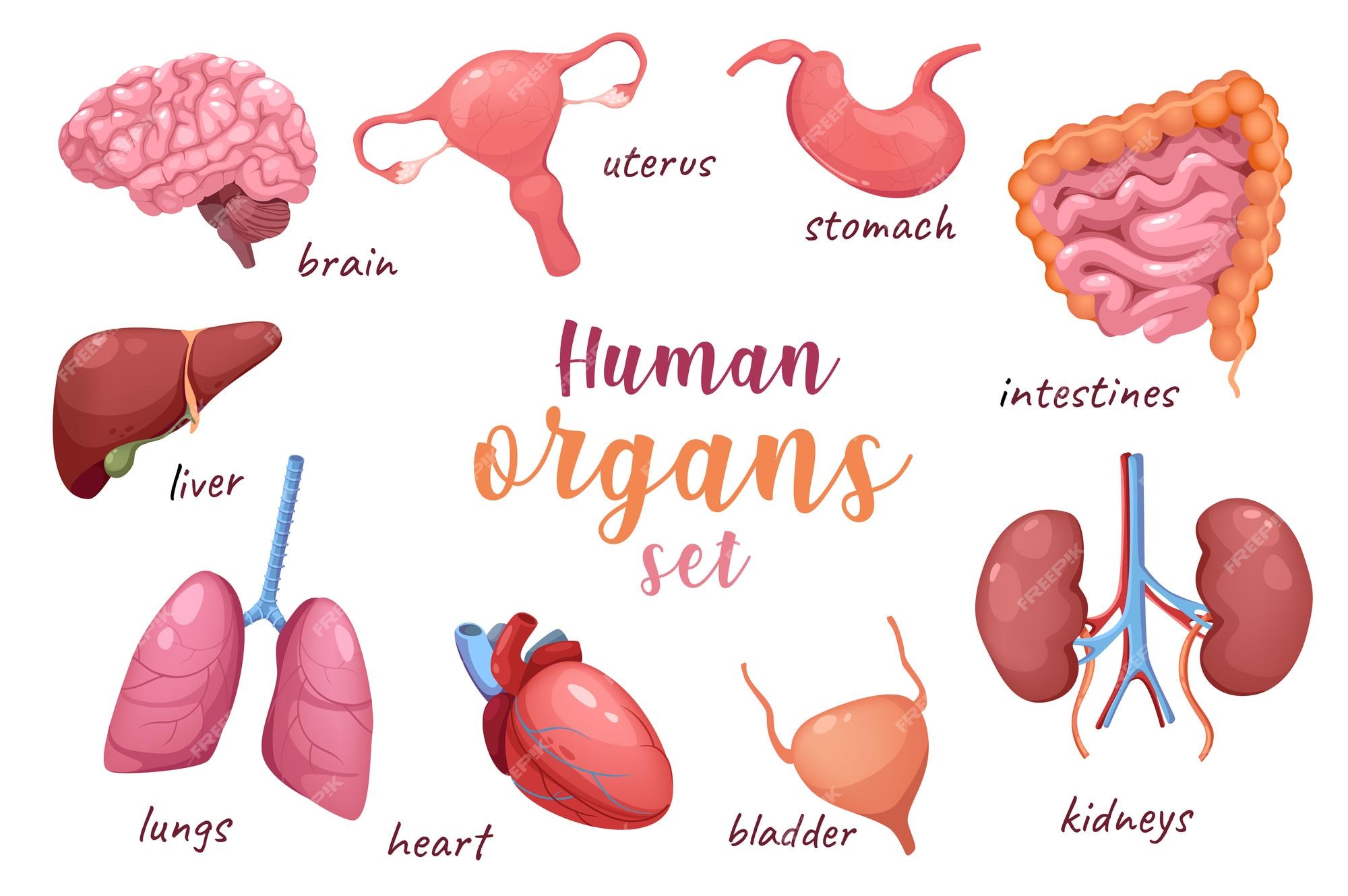 Premium Vector Human Organs D Realistic Set Vector Illustration