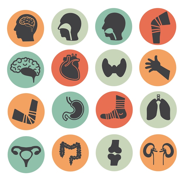 Human organs  flat color icons