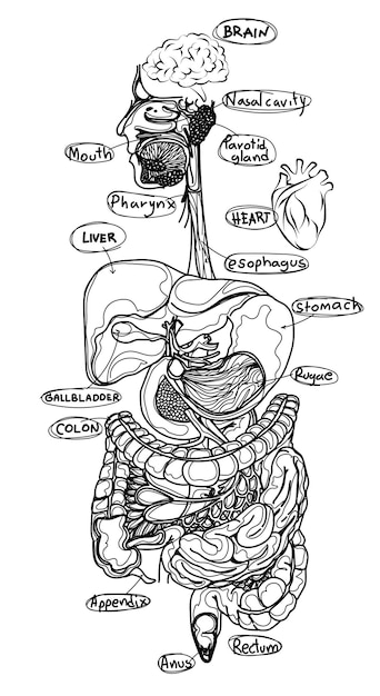 Human organs flat sketch black and white