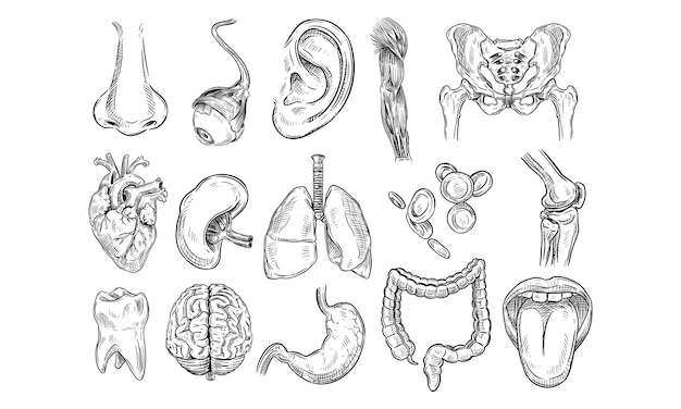 Collezione di organi umani disegnati a mano