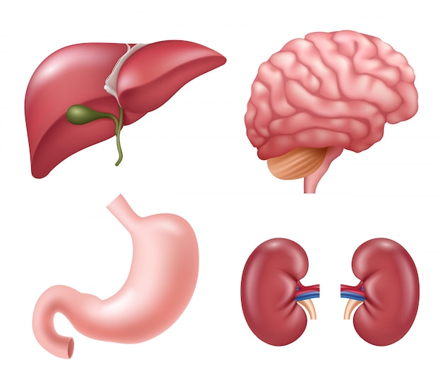 Organi umani. immagini di anatomia realistica medica educativa dello stomaco del cervello degli occhi del fegato dei reni del cuore